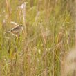 Cisticole des joncs en Camargue